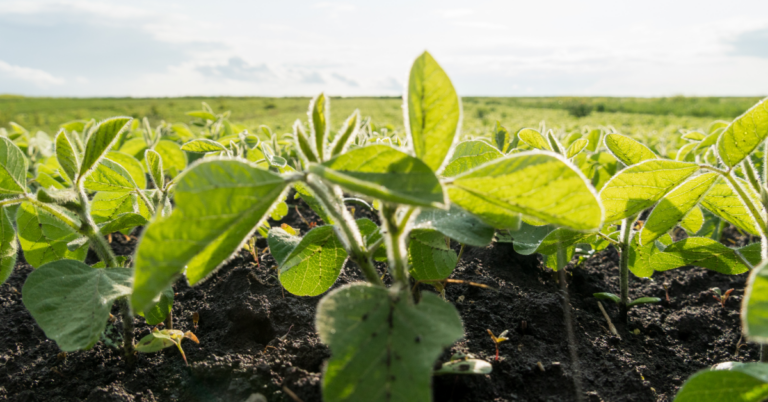 Hoegemeyer Ag Consulting picture of soybean field
