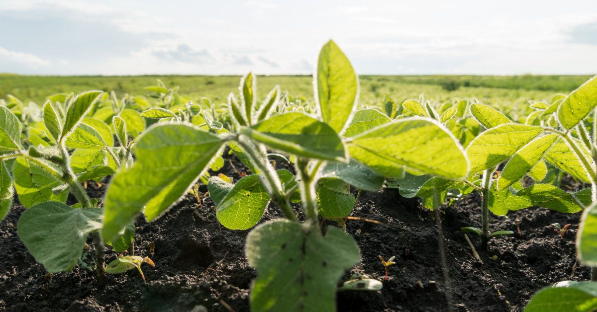 Hoegemeyer Ag Consulting picture of soybean field