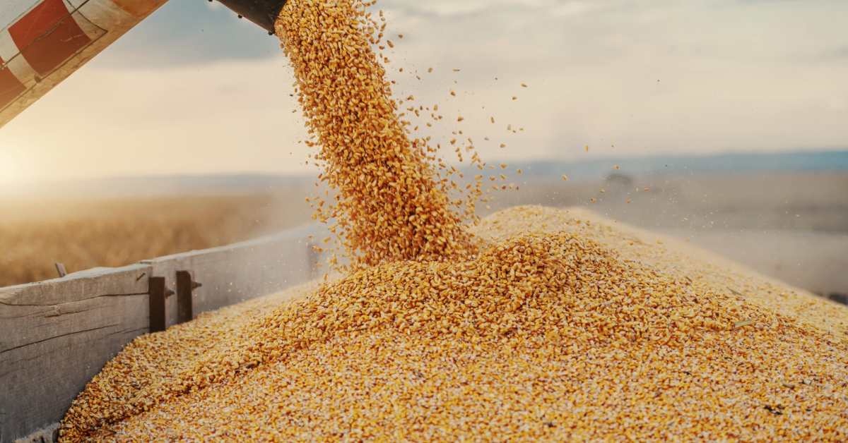 Corn crop being harvested